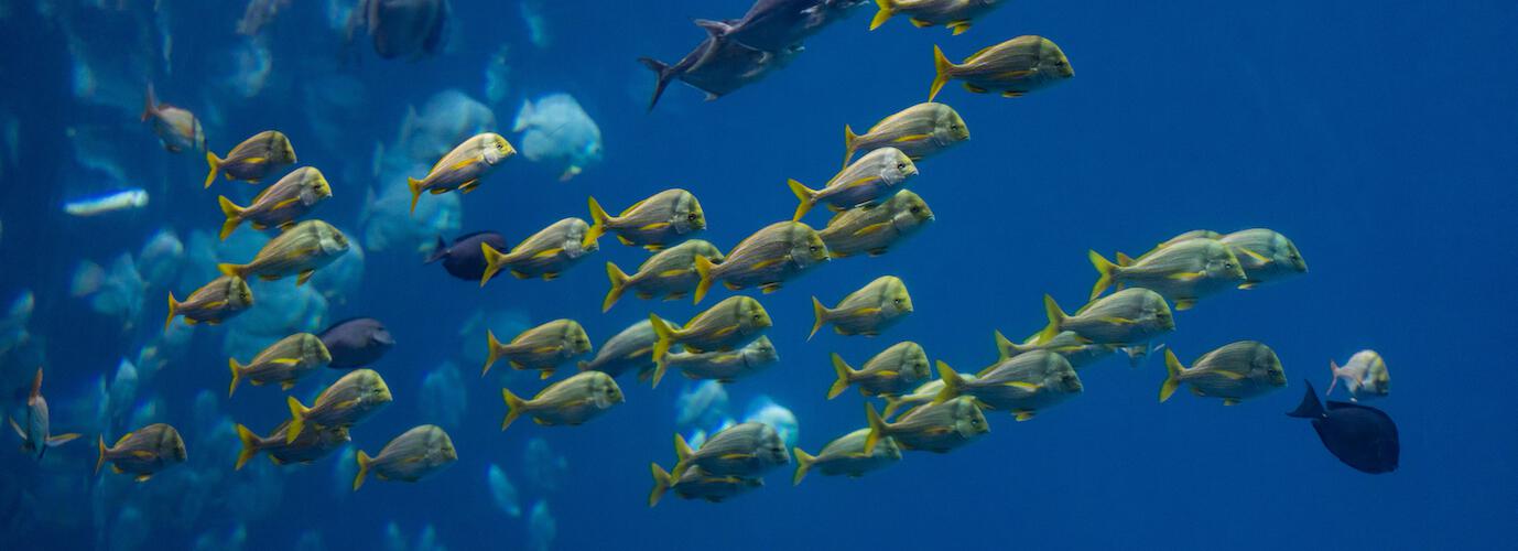 Coral reef fish