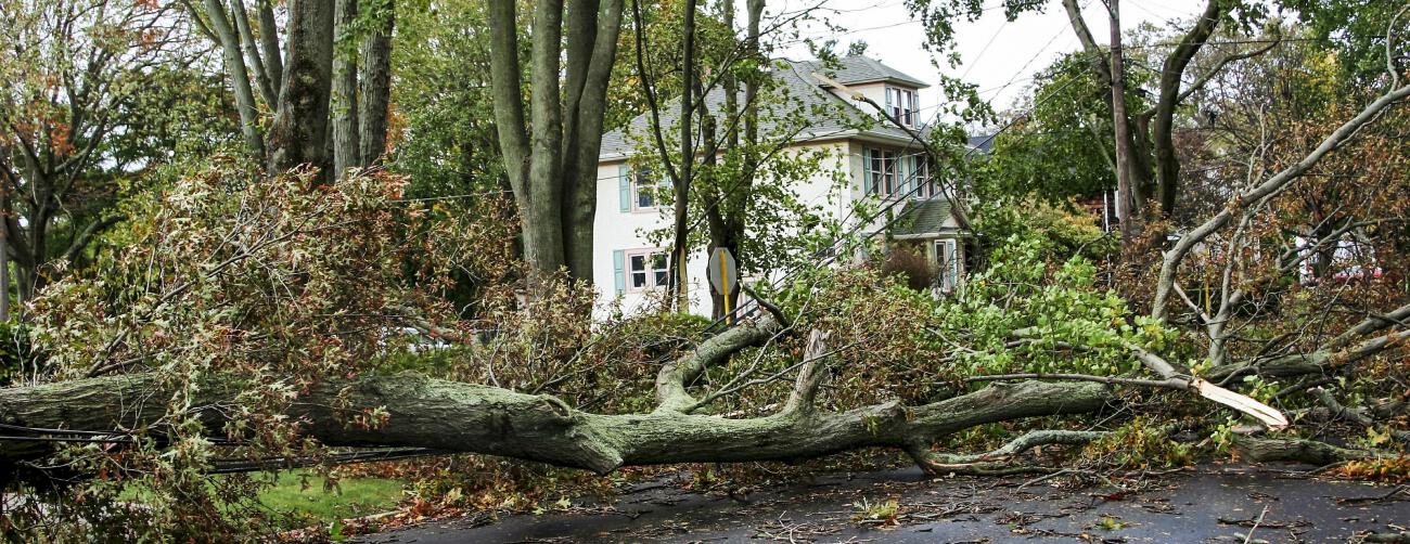 http://fallen%20tree%20in%20road